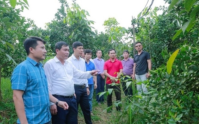 Đoàn phóng viên các cơ quan báo chí đã đi thăm các mô hình phát triển kinh tế trên địa bàn huyện miền núi Như Xuân