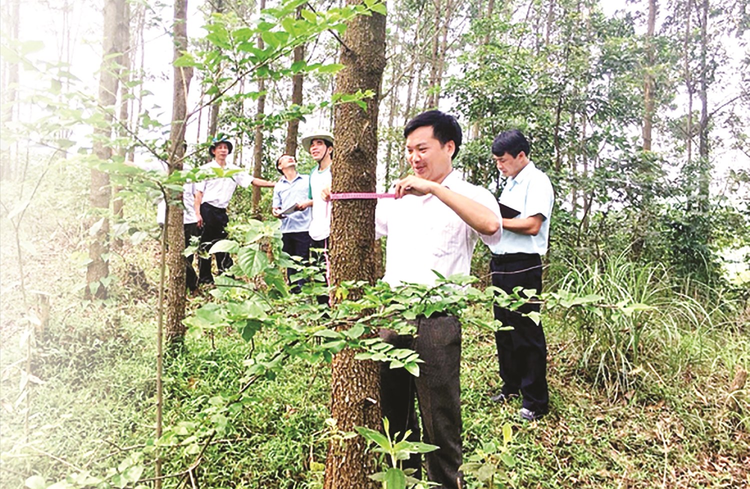 Đoàn công tác của Cục Lâm nghiệp kiểm tra rừng trồng của Công ty Lâm nghiệp Tuyên Bình, huyện Yên Sơn