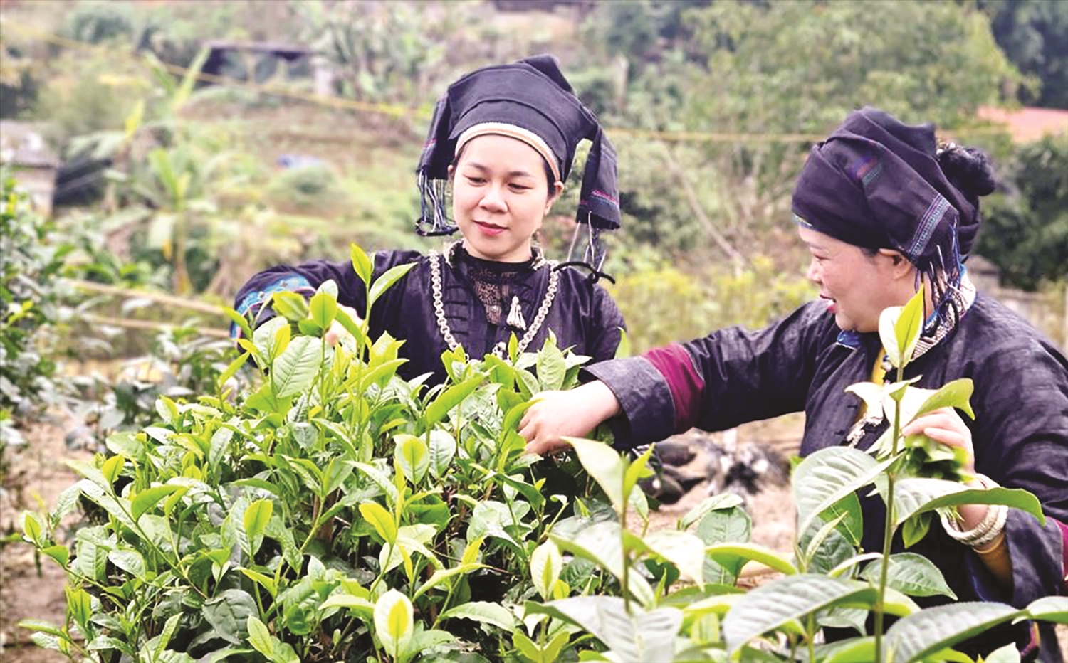 Cây chè đang được coi là cây trồng chủ lực góp phần nâng cao thu nhập cho Nhân dân trên địa bàn huyện vùng cao Mường Khương, tỉnh Lào Cai