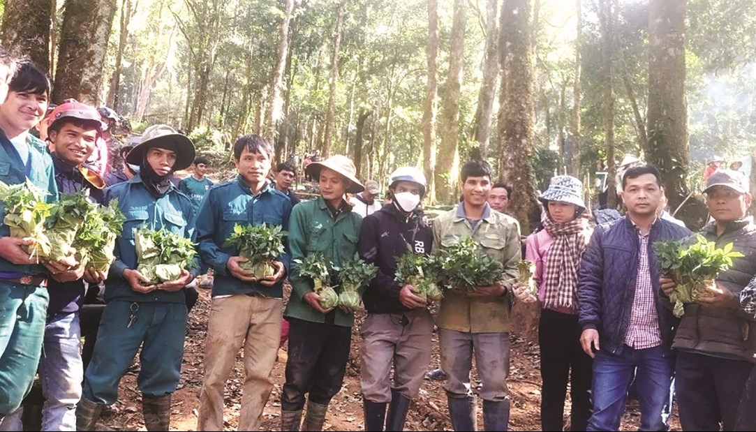 UBND huyện Tu Mơ Rông (Kon Tum) tổ chức phát 12.000 cây giống sâm Ngọc Linh do Thủ tướng tặng - Ảnh: UBND Huyện Tu Mơ Rông