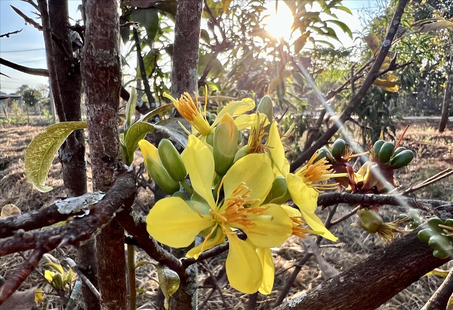 Hoa mai rừng 5 cánh có màu vàng tươi, hương thơm nhẹ và lâu tàn
