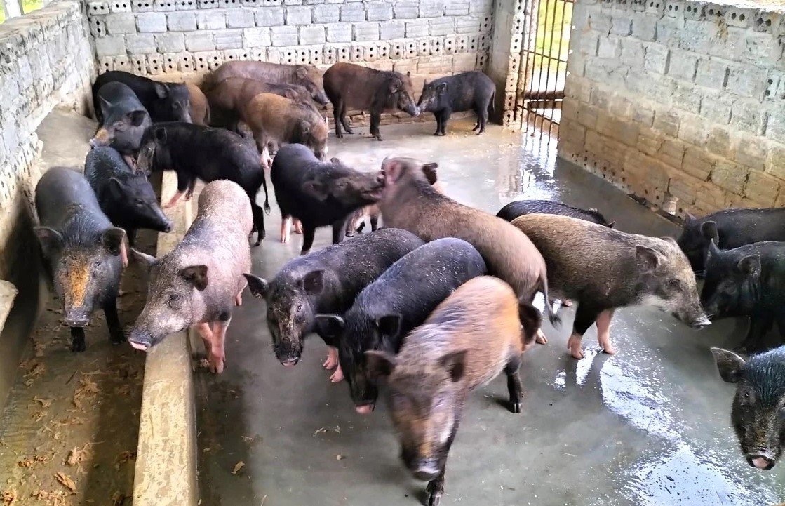 Nuôi lợn là một trong những mô hình kinh tế hiệu quả của phụ nữ huyện Mèo Vạc