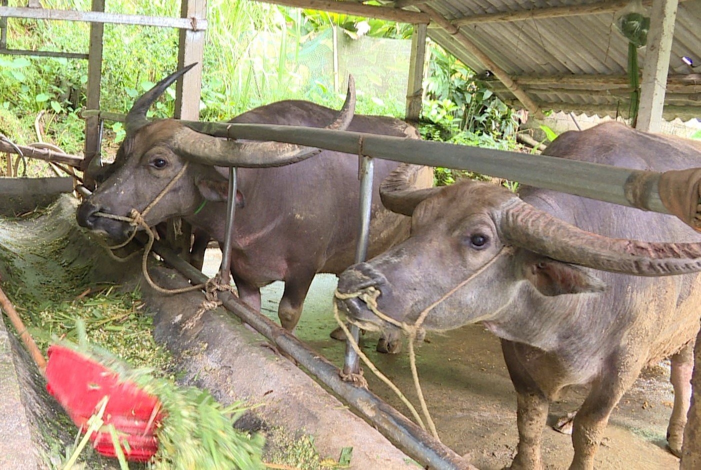 Việc đầu tư chăn nuôi trâu bò giúp người dân từng bước thoát nghèo