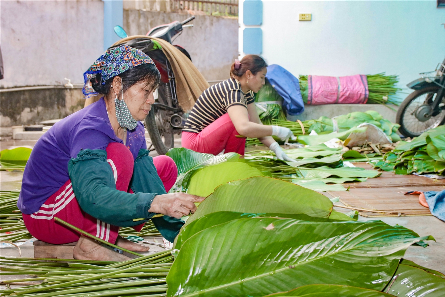 Làng nghề trồng lá dong hàng trăm năm tuổi ở Hà Nội vào vụ Tết Nguyên đán Giáp Thìn 2
