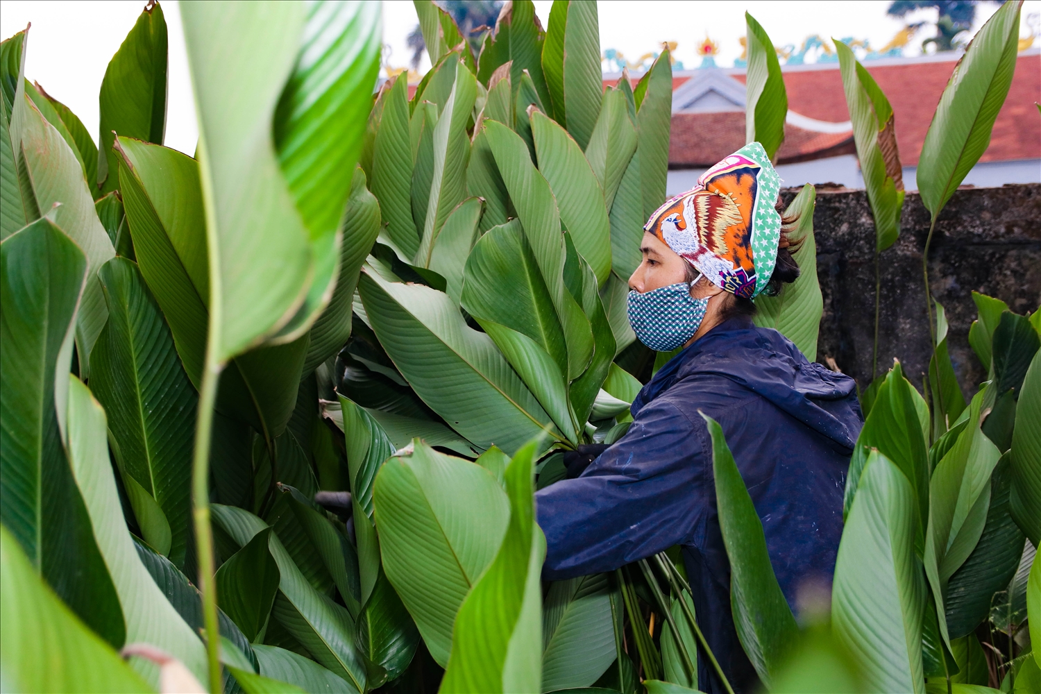 Làng nghề trồng lá dong hàng trăm năm tuổi ở Hà Nội vào vụ Tết Nguyên đán Giáp Thìn 1