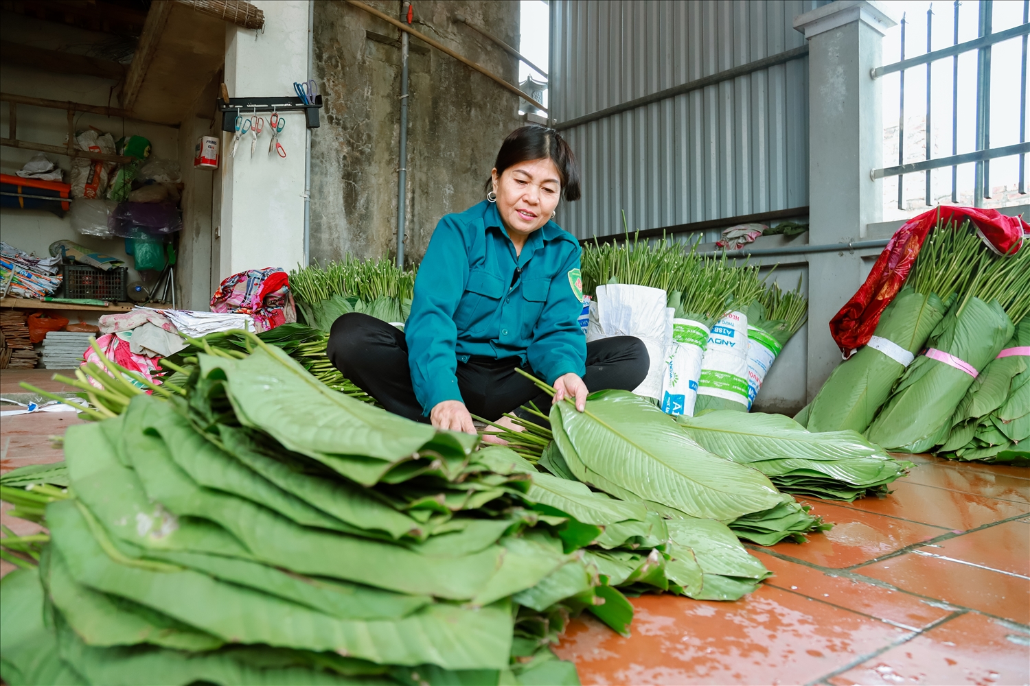 Làng nghề trồng lá dong hàng trăm năm tuổi ở Hà Nội vào vụ Tết Nguyên đán Giáp Thìn 4