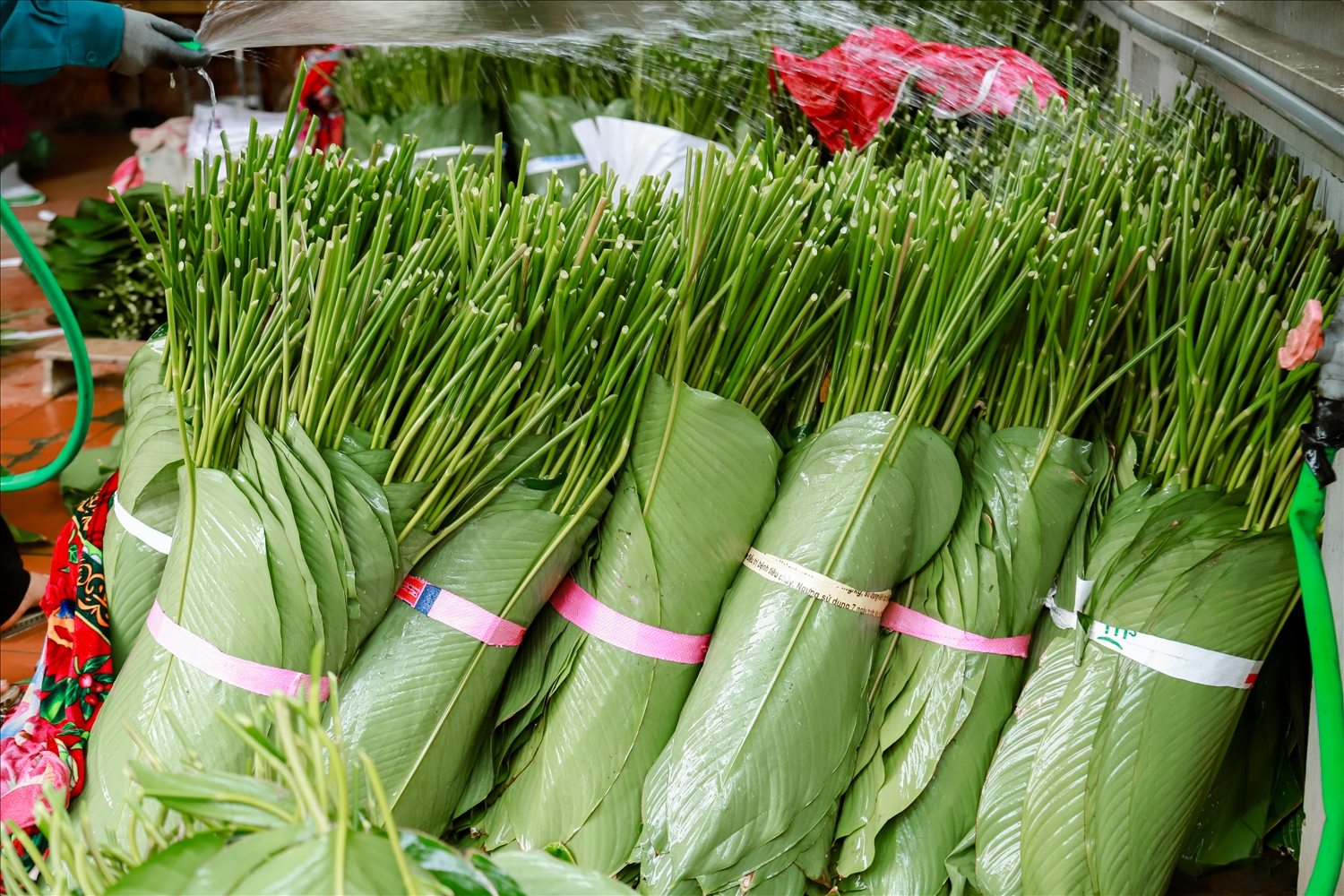 Làng nghề trồng lá dong hàng trăm năm tuổi ở Hà Nội vào vụ Tết Nguyên đán Giáp Thìn 5