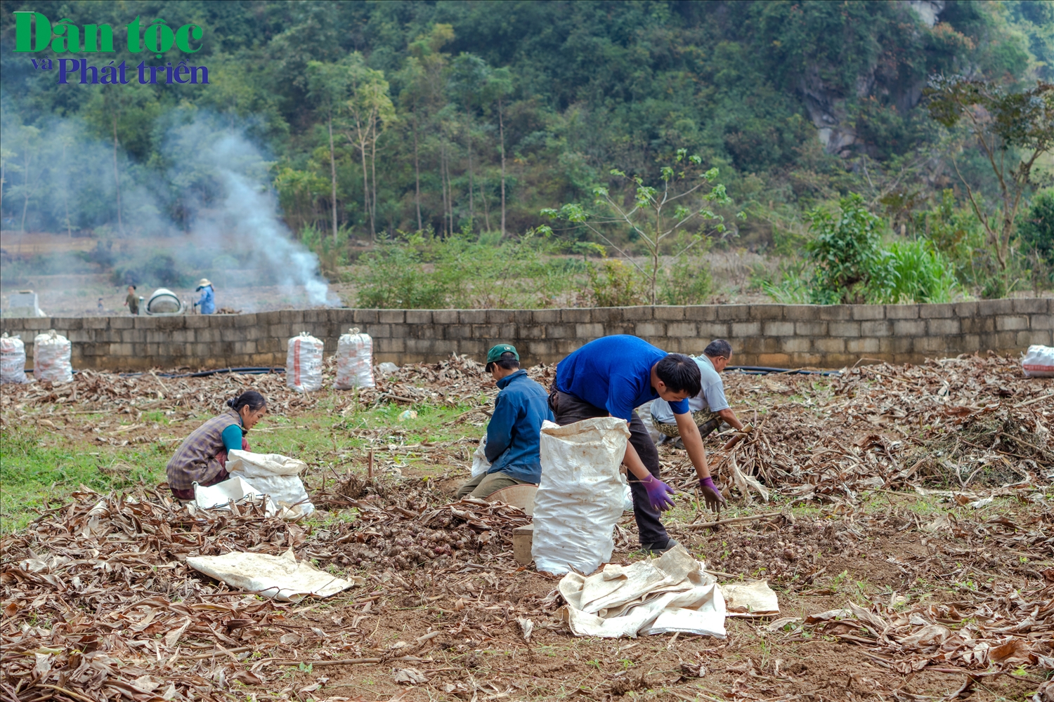 Hiện nay trên địa bàn xã Nguyễn Huệ có tổng diện tích dong riềng lên tới 90,7 ha. Đây chính là nguồn cung cấp nguyên liệu để các hộ gia đình duy trì sản xuất. 