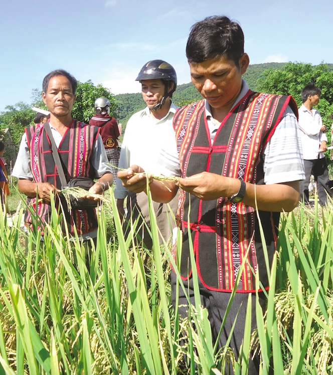 Được hỗ trợ giống lúa lai, đồng bào DTTS huyện Vĩnh Thạnh yên tâm sản xuất