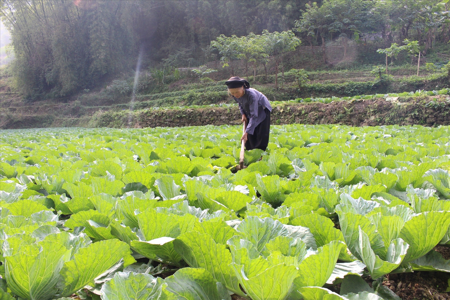 Cánh đồng hoa màu phục vụ thị trường Tết tại thôn Nà Tiềng, xã Niêm Sơn, huyện Mèo Vạc