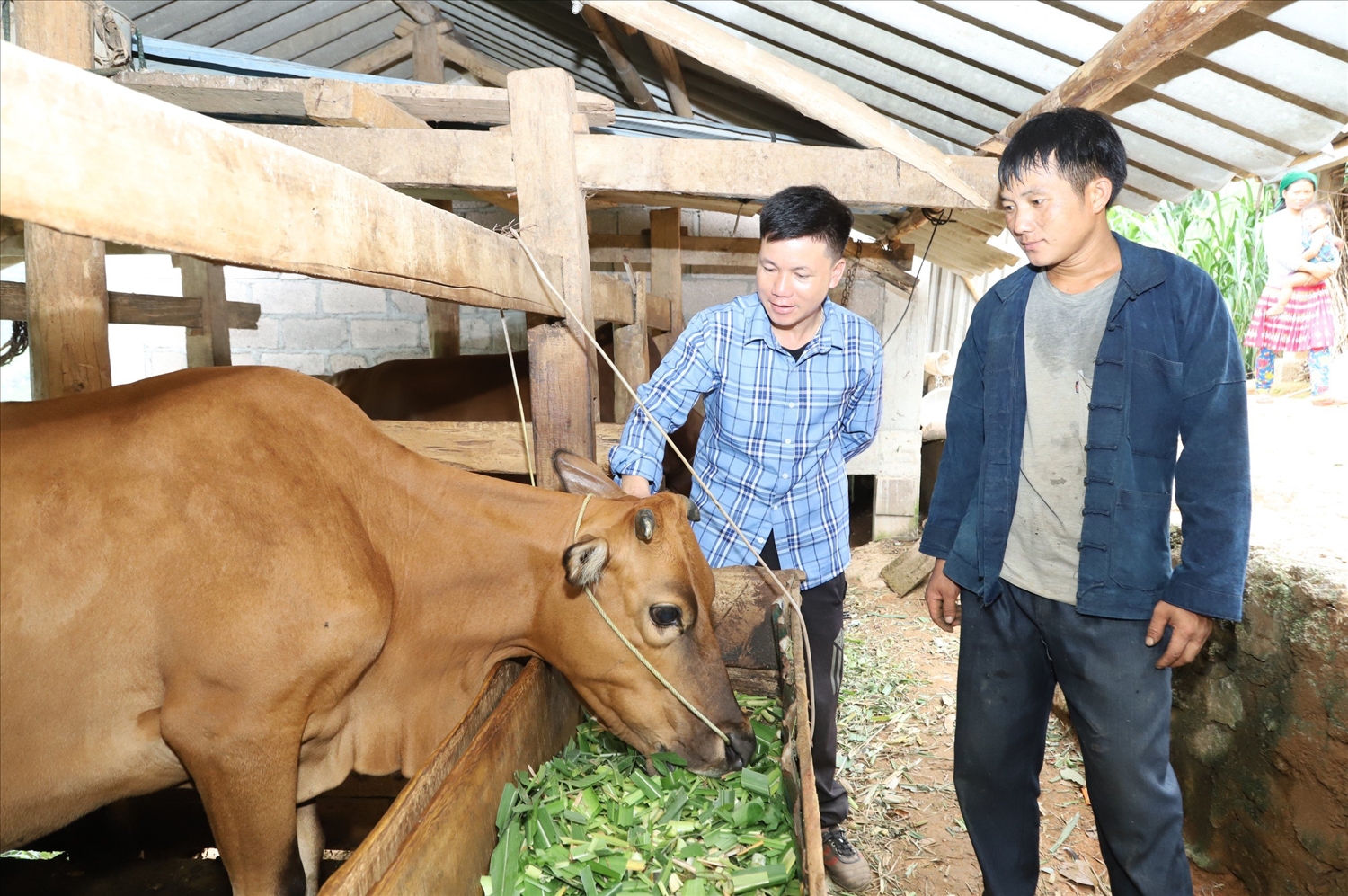 Người dân thôn Po Ma, xã Khâu Vai, huyện Mèo Vạc chăm sóc đàn bò của gia đình 
