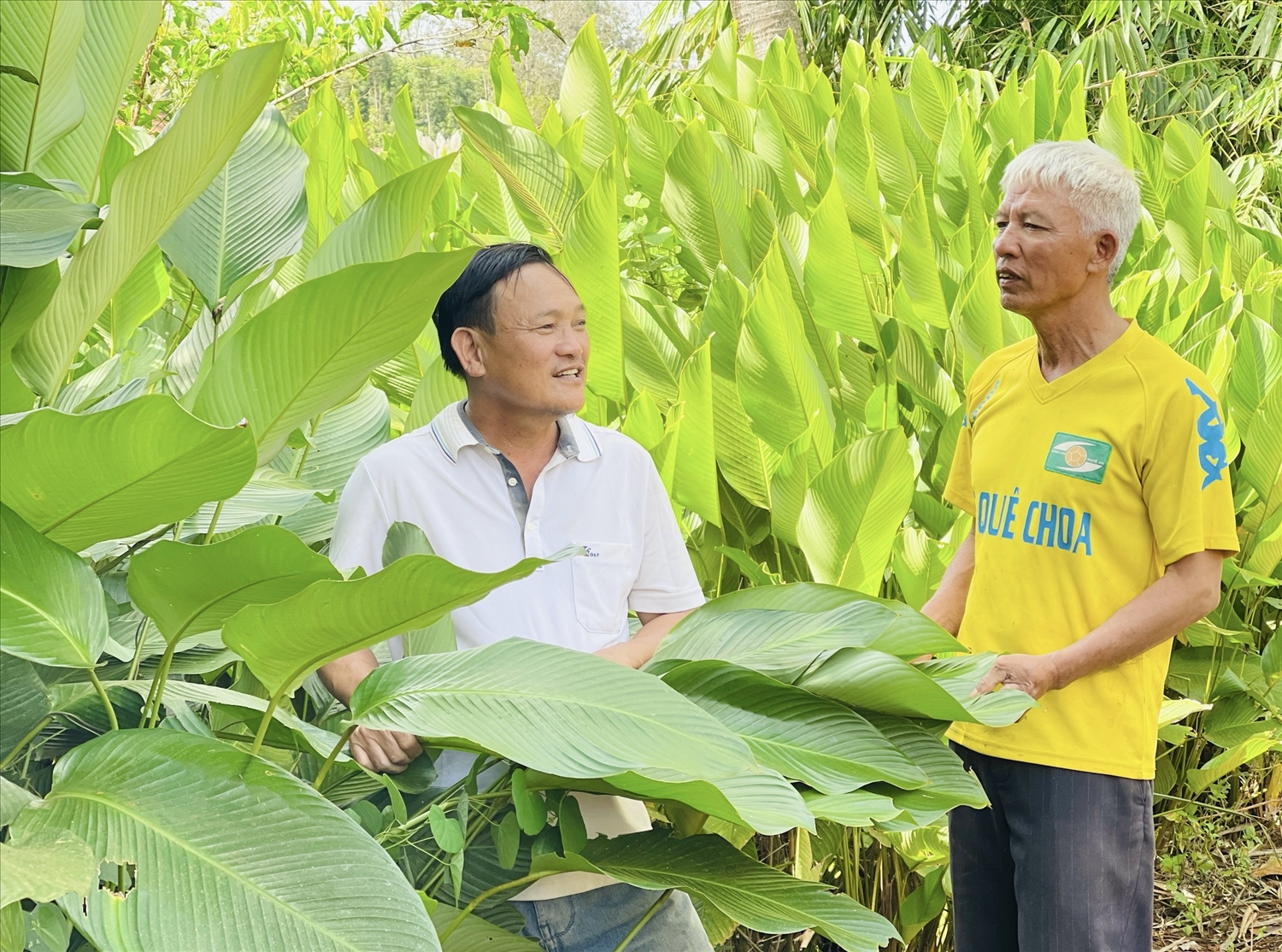 Người dân làng Ia Sik (xã Ia Nhin) chuyên trồng lá dong cung cấp nguyên liệu cho các hộ dân trong huyện gói bánh chưng