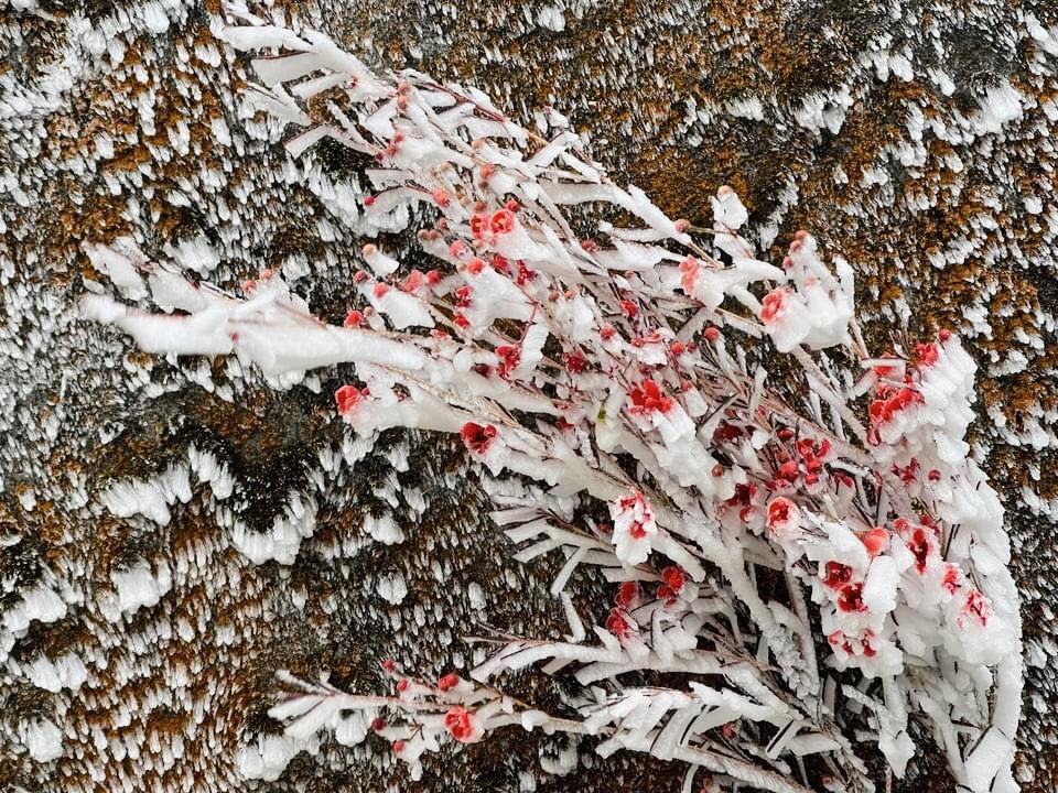 Những bông hoa đỏ nổi bật trên màu trắng của băng tuyết. (Ảnh: Trần Nhân Quyền)