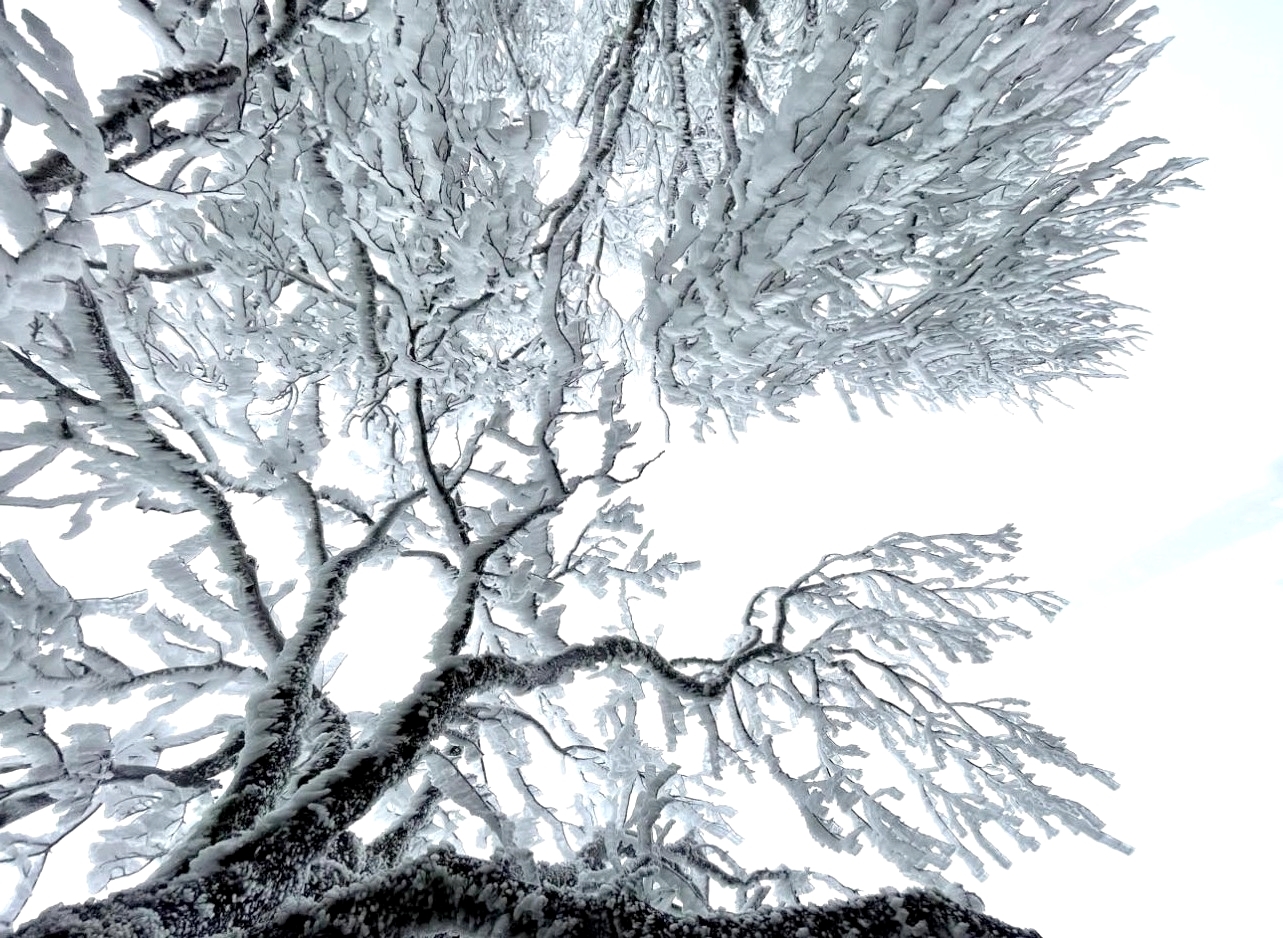 Băng tuyết phủ trắng xóa cây cối. (Ảnh: Trần Nhân Quyền)