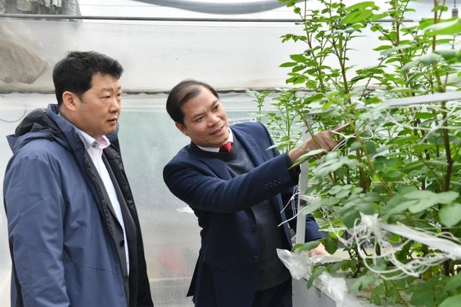 Kết nối, hỗ trợ hơn 10.000 nông dân trồng khoai tây ở các tỉnh 1