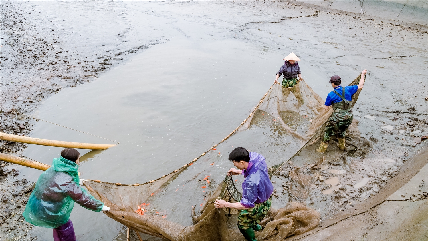 Người nuôi cá chép đỏ tại Thuỷ Trầm tất bật thu hoạch cá phục vụ nhu cầu thị trường những ngày cuối năm 