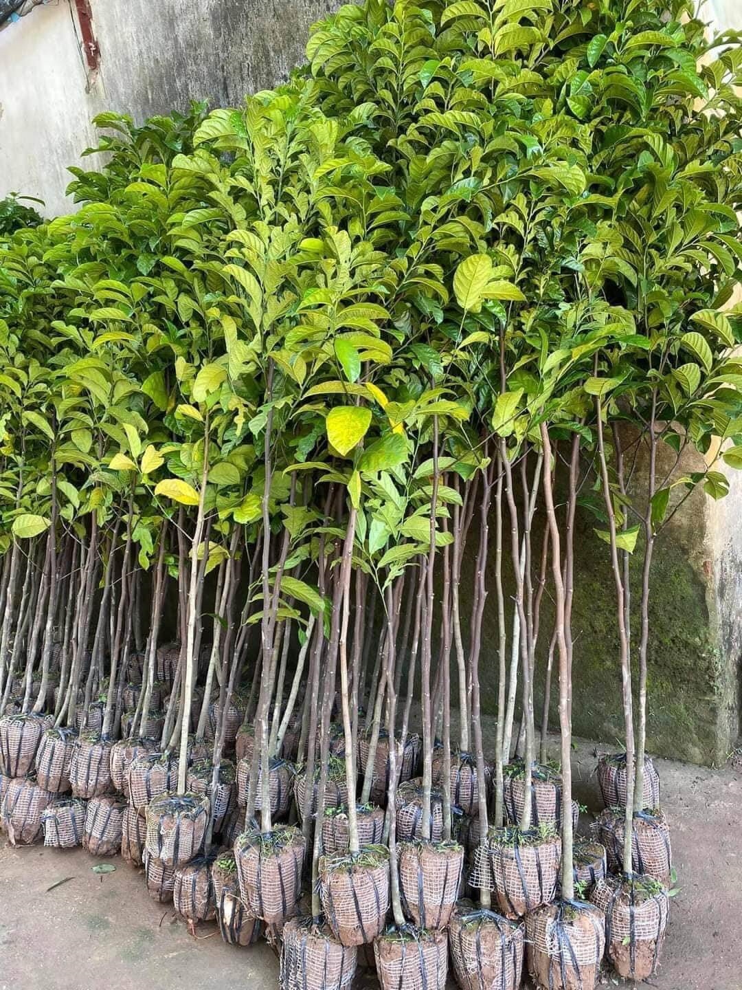 (Tổng hợp) Hướng dẫn cách trồng và chăm sóc cây chay cho năng suất cao 1