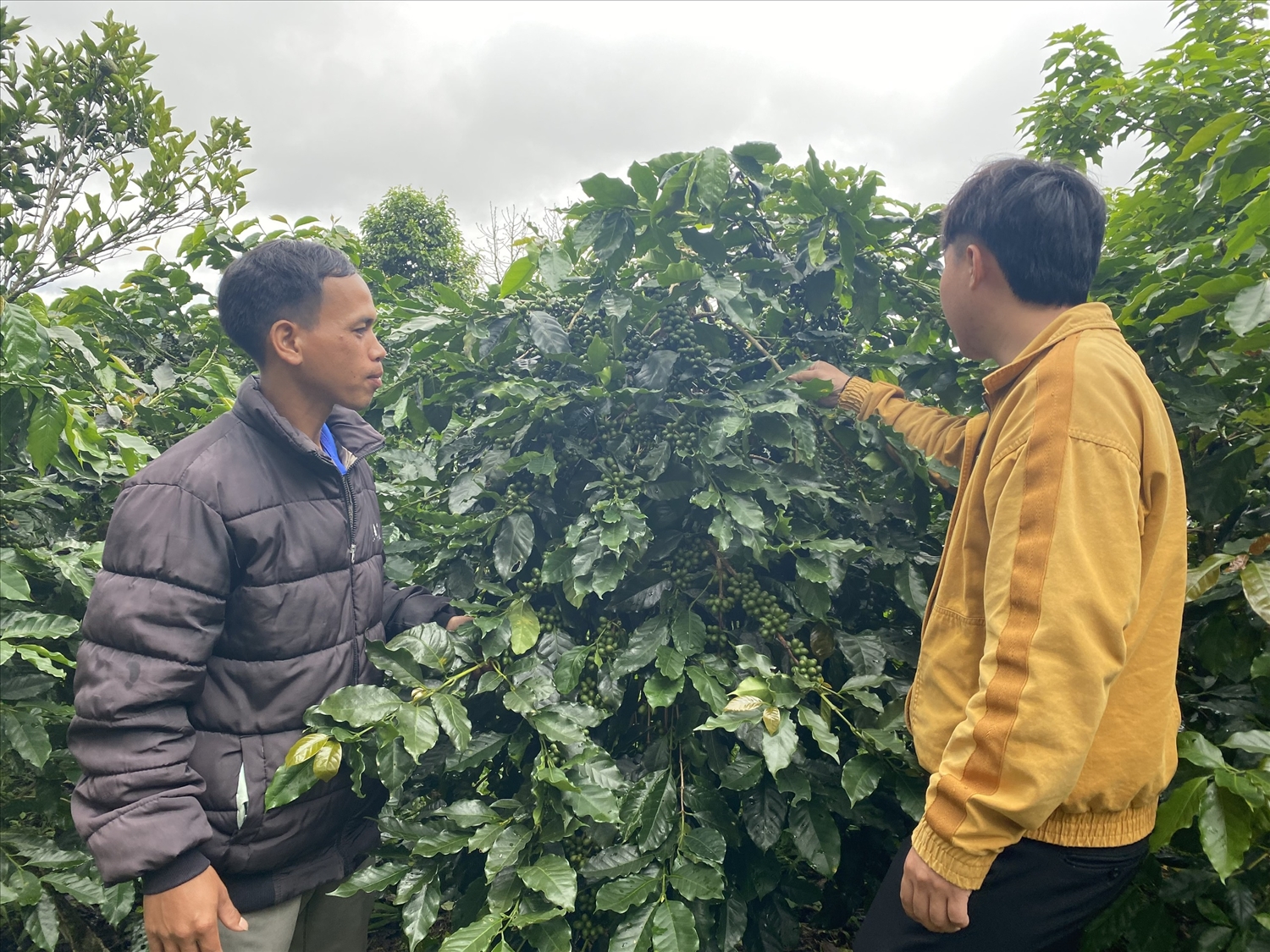 Việc tỉnh Kon Tum ban hành Đề án sẽ giúp cho đồng bào DTTS có điều kiện tham gia các chuỗi liên kết sản xuất nhằm tăng năng suất và thu nhập từ cây cà phê