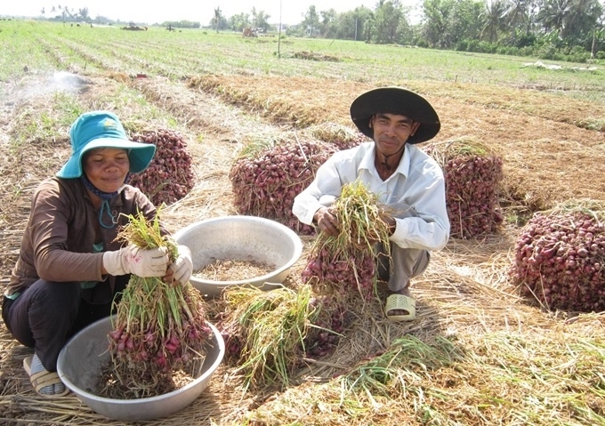 Đồng bào Khmer ở Lạc Hòa (thị trấn Vĩnh Châu, Sóc Trăng) có thêm thu nhập từ trồng hành tím