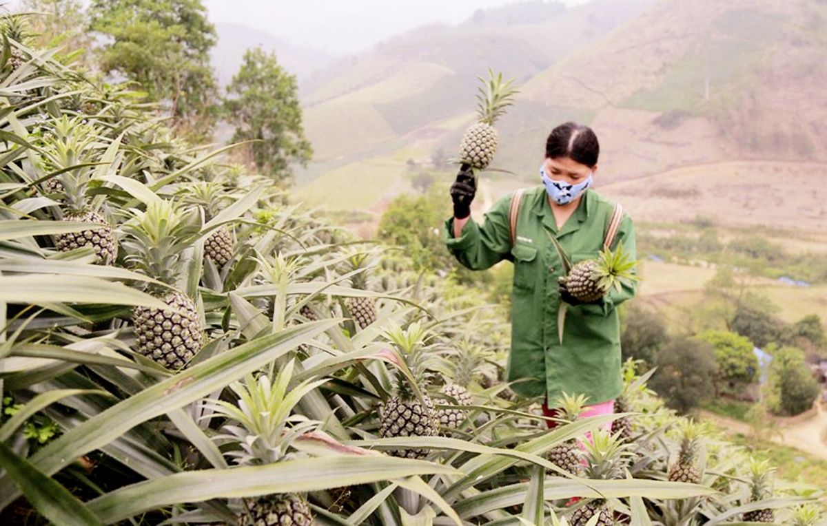 Hiện tại, cây dứa cũng là một trong những cây trồng chủ lực, thúc đẩy giảm nghèo cho người dân trên địa bàn huyện Mường Khương