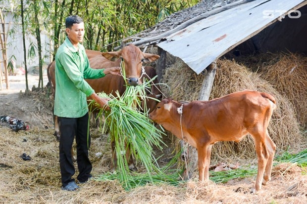 Đồng bào Khmer trên địa bàn tỉnh Sóc Trăng được hỗ trợ con giống để phát triển kinh tế gia đình.