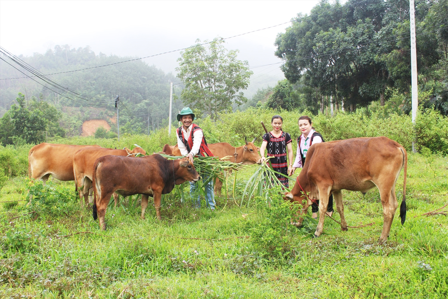 Từ nguồn vốn vay nhiều hộ nghèo Tây Giang mua bò phát triển kinh tế