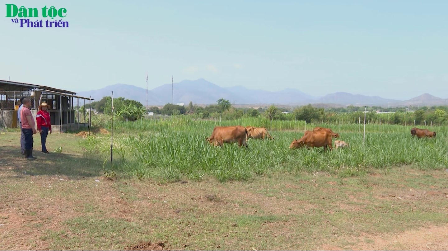 Ninh Thuận tập trung phát triển đàn bò gắn với quy hoạch đồng cỏ, mở rộng quy mô trang trại