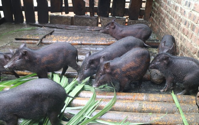 Mô hình nuôi lợn đen tại huyện Hà Quảng, Cao Bằng đã mang lại thu nhập đáng kể cho người dân.