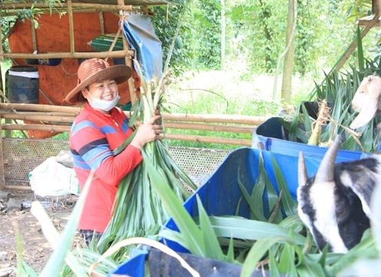 Chị Lý Say Kín ở thôn Bình Giai, xã Phước Minh, huyện Bù Gia Mập chăm sóc đàn đê từ nguồn vốn chính sách xã hội