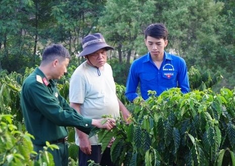 Bộ đội hướng dẫn bà con dân tộc thiểu số xã Quảng Sơn, huyện Đắk Glong chăm sóc vườn cà phê tái canh. 