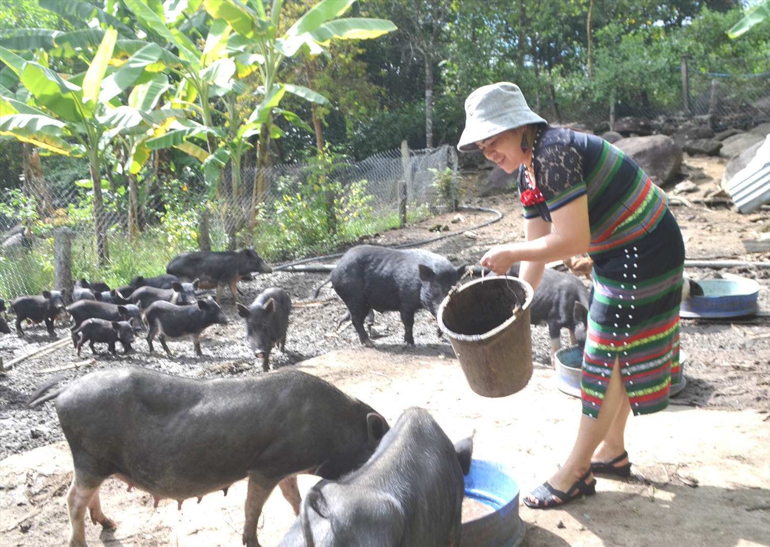 Nhiều hộ dân ở Quảng Nam đã triển khai mô hình nuôi heo cỏ mang lại hiệu quả cao