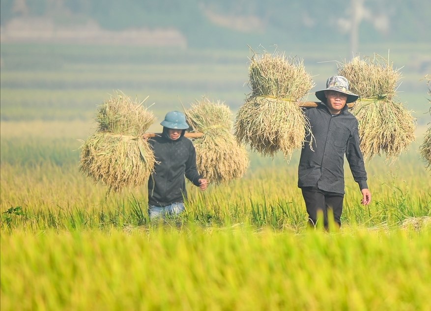Nông dân Điện Biên thu hoạch lúa mùa