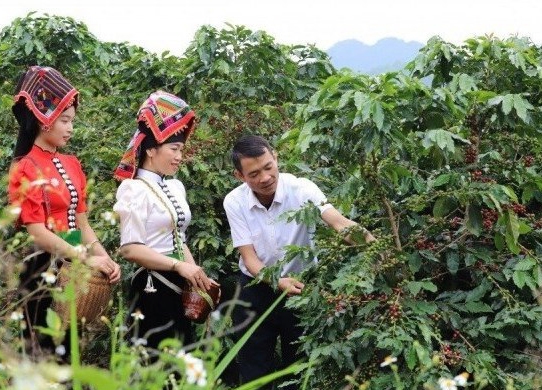 Cà phê hiện là cây trồng chủ lực ở tỉnh Sơn La, giúp người dân có thu nhập ổn định, xoá đói giảm nghèo