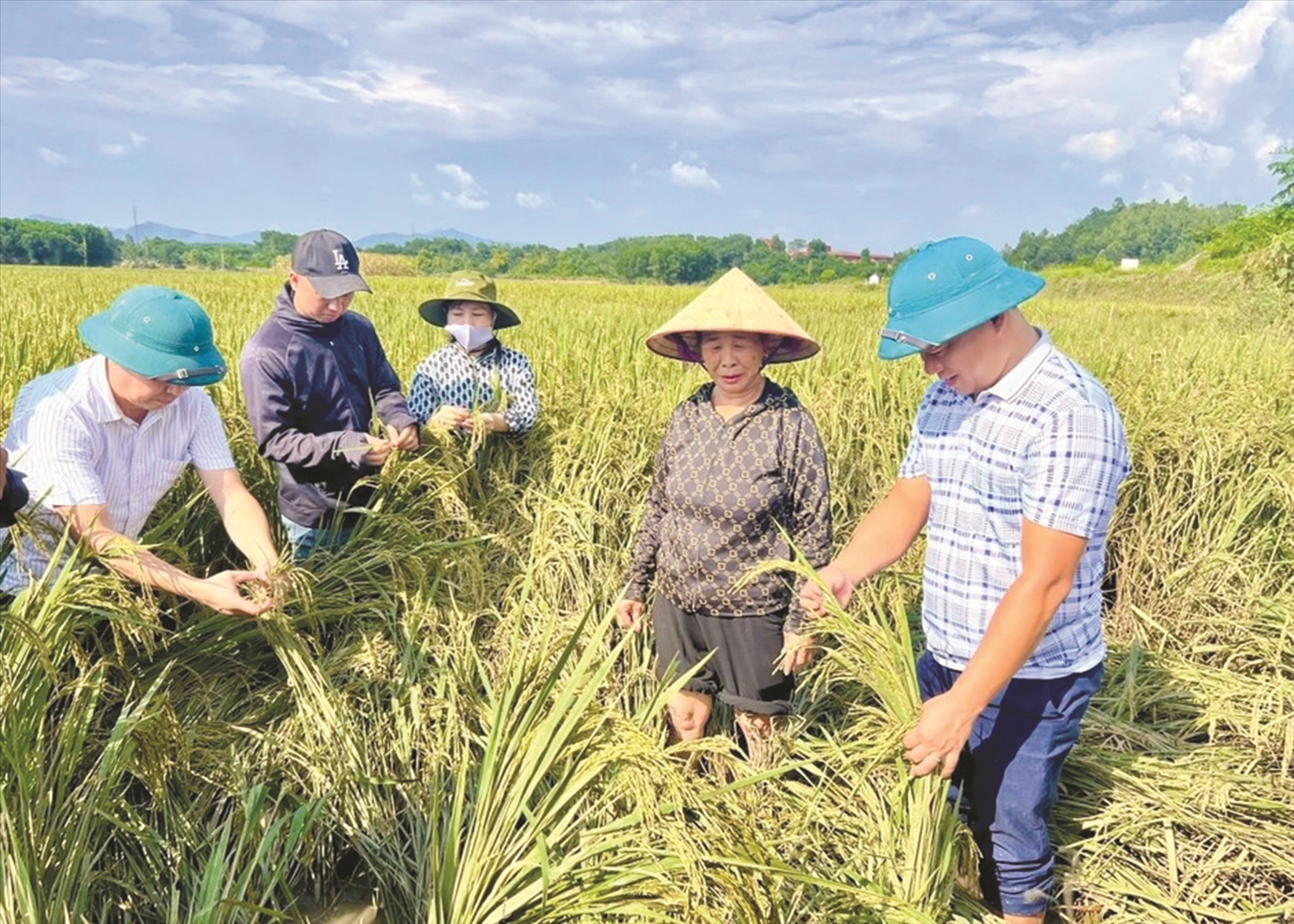 Cán bộ Chi cục Trồng trọt và Bảo vệ thực vật Tuyên Quang hướng dẫn người dân dựng lại lúa bị đổ do bão lũ. Ảnh: TTXVN