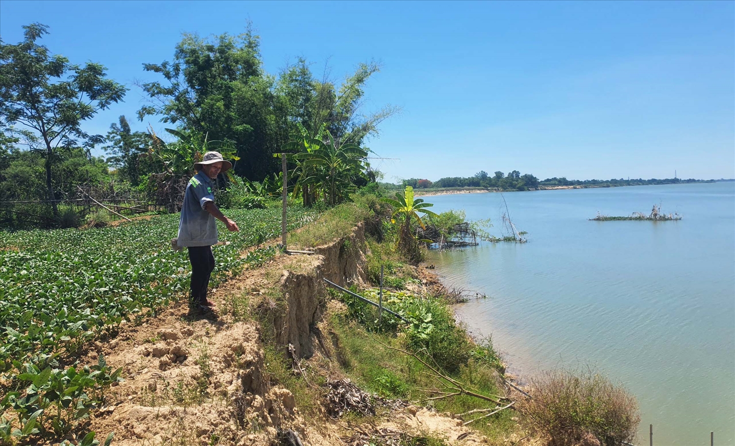 Sạt lở bờ sông Thu Bồn ngày càng nghiêm trọng, ảnh hưởng đến hàng trăm người dân.