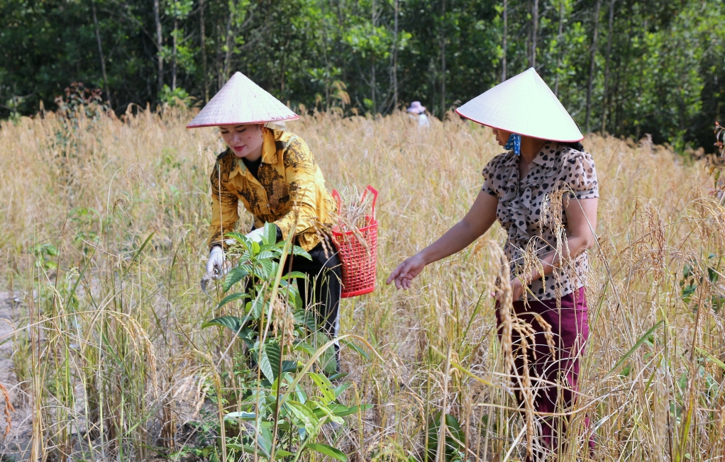 Bà Vũ Thị Tươi (bên phải) hướng dẫn người dân chăm sóc cây quế theo định hướng trồng rừng gỗ lớn kết hợp với trồng giống lúa nương đặc sản địa phương