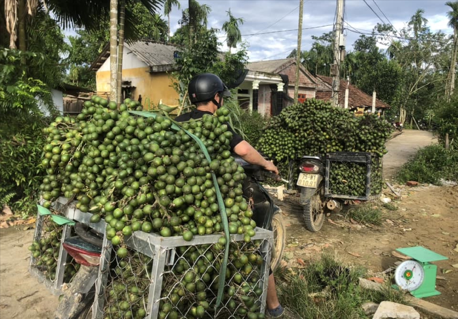 Nhiều thương lái đến tận vườn thu mua cau với giá cao.