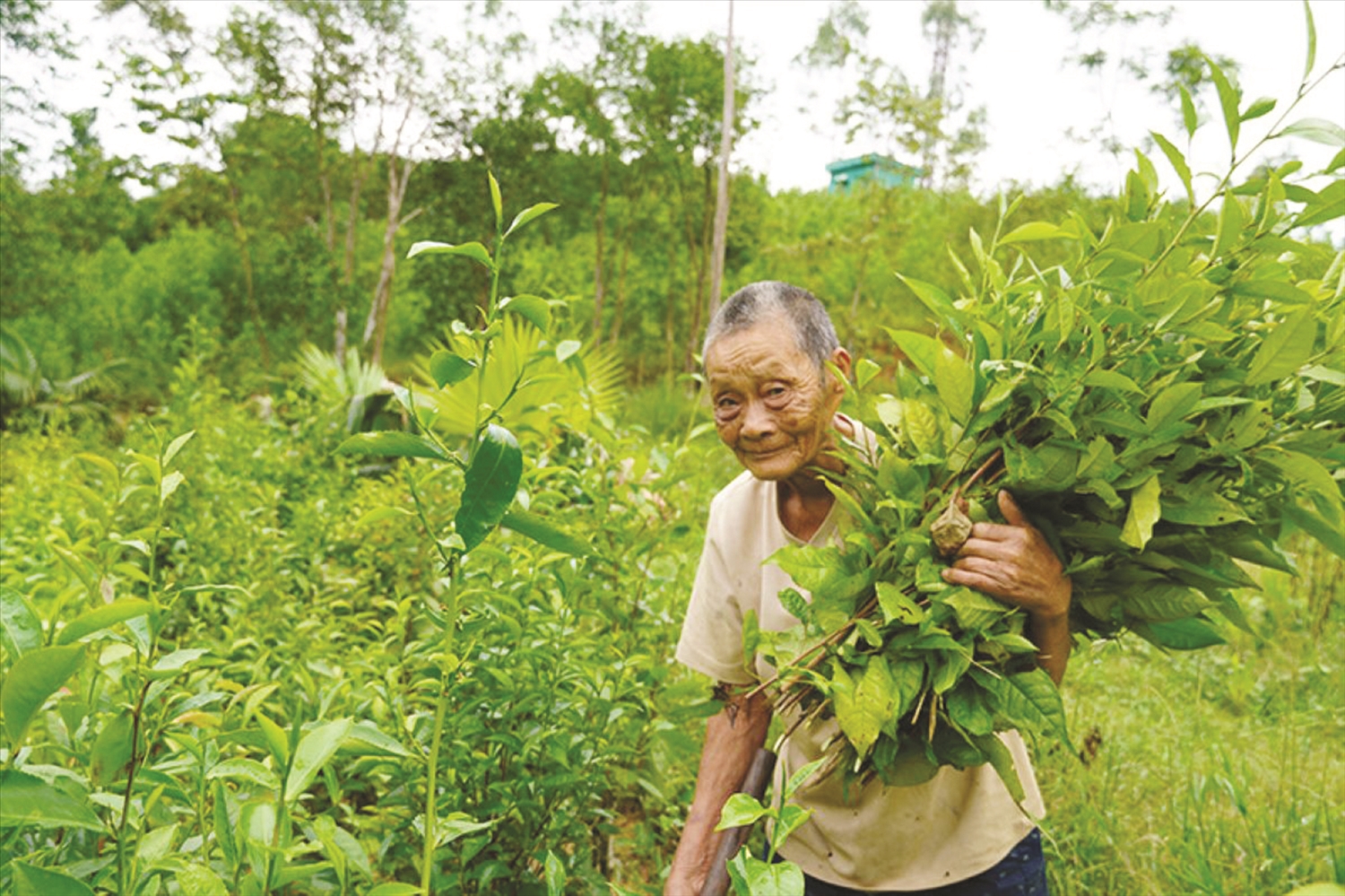 Ngoài công tác xã hội, Người có uy tín Trương Văn Bá vẫn tham gia trồng chè tăng thêm thu nhập