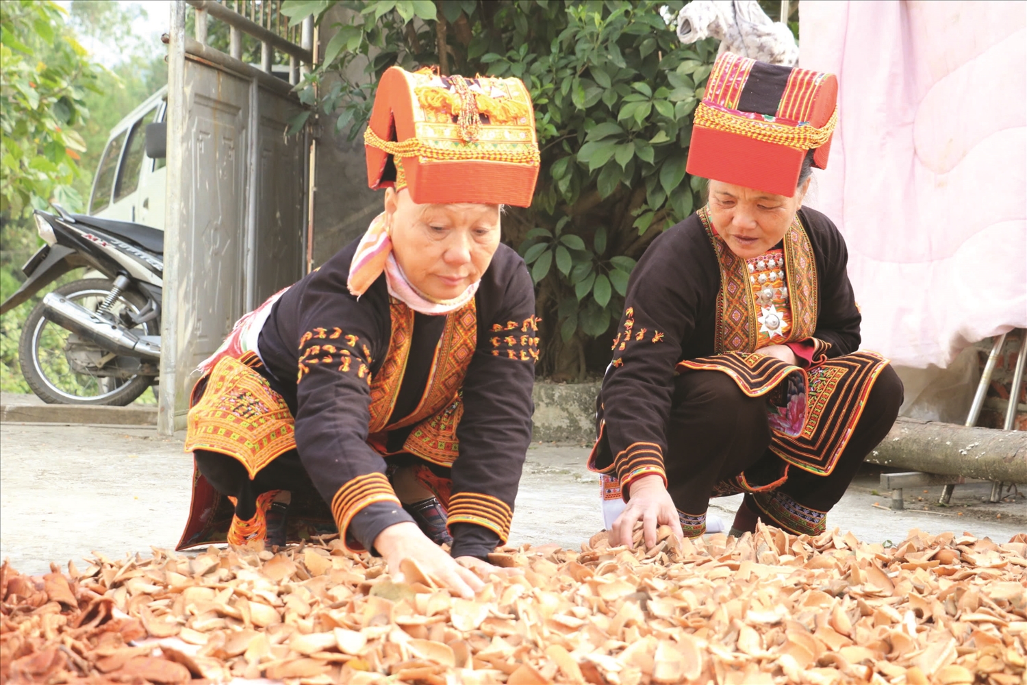 Đồng bào Dao Mẫu Sơn sơ chế thuốc Nam.