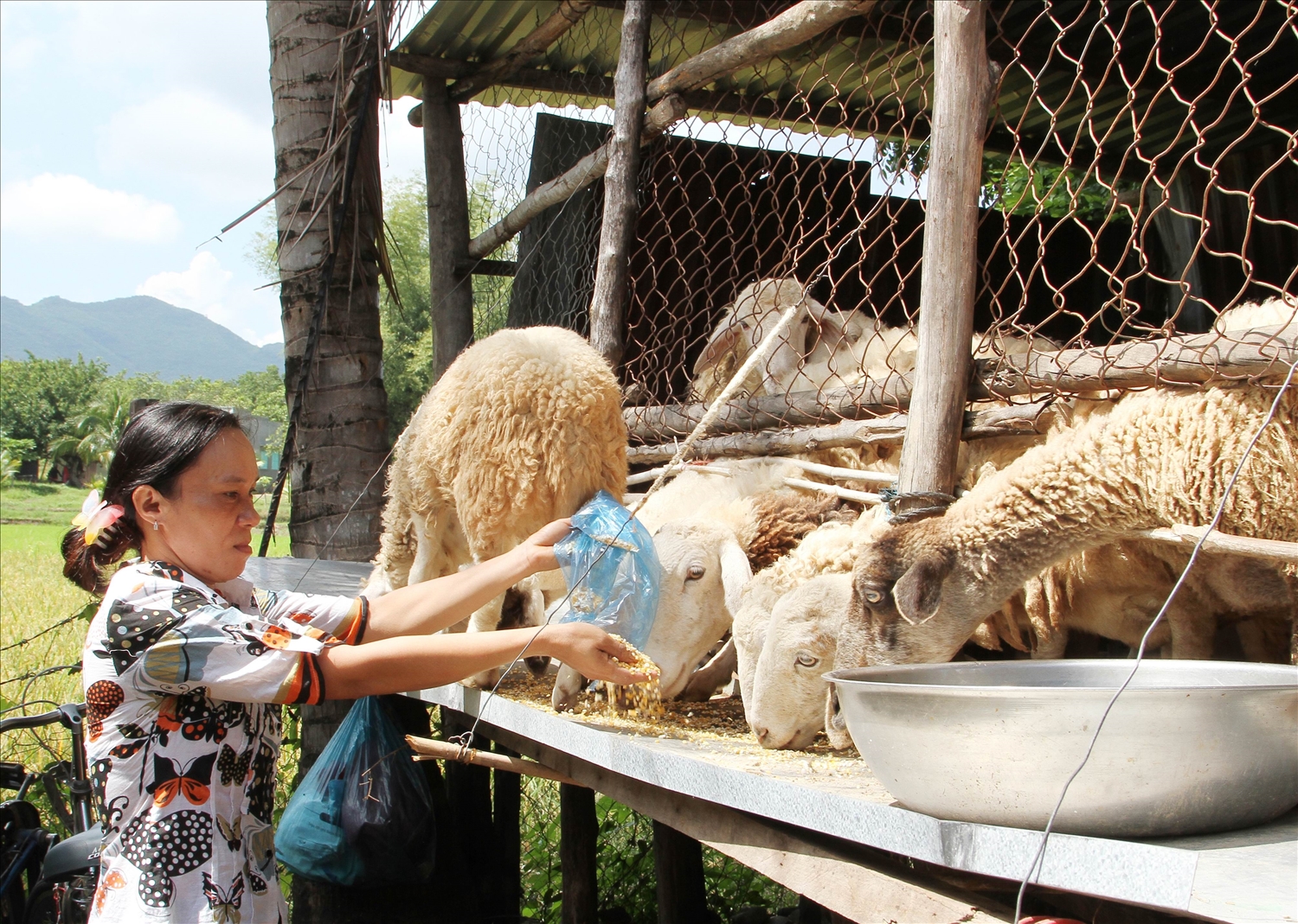 Chị Kadá Thị Kim bổ sung thức ăn viên, tăng dinh dưỡng cho đàn cừu nuôi sinh sản. 