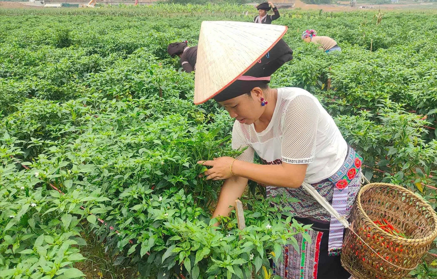 Trồng ớt mang lại thu nhập cao cho bà con nông dân ở Nà Tăm