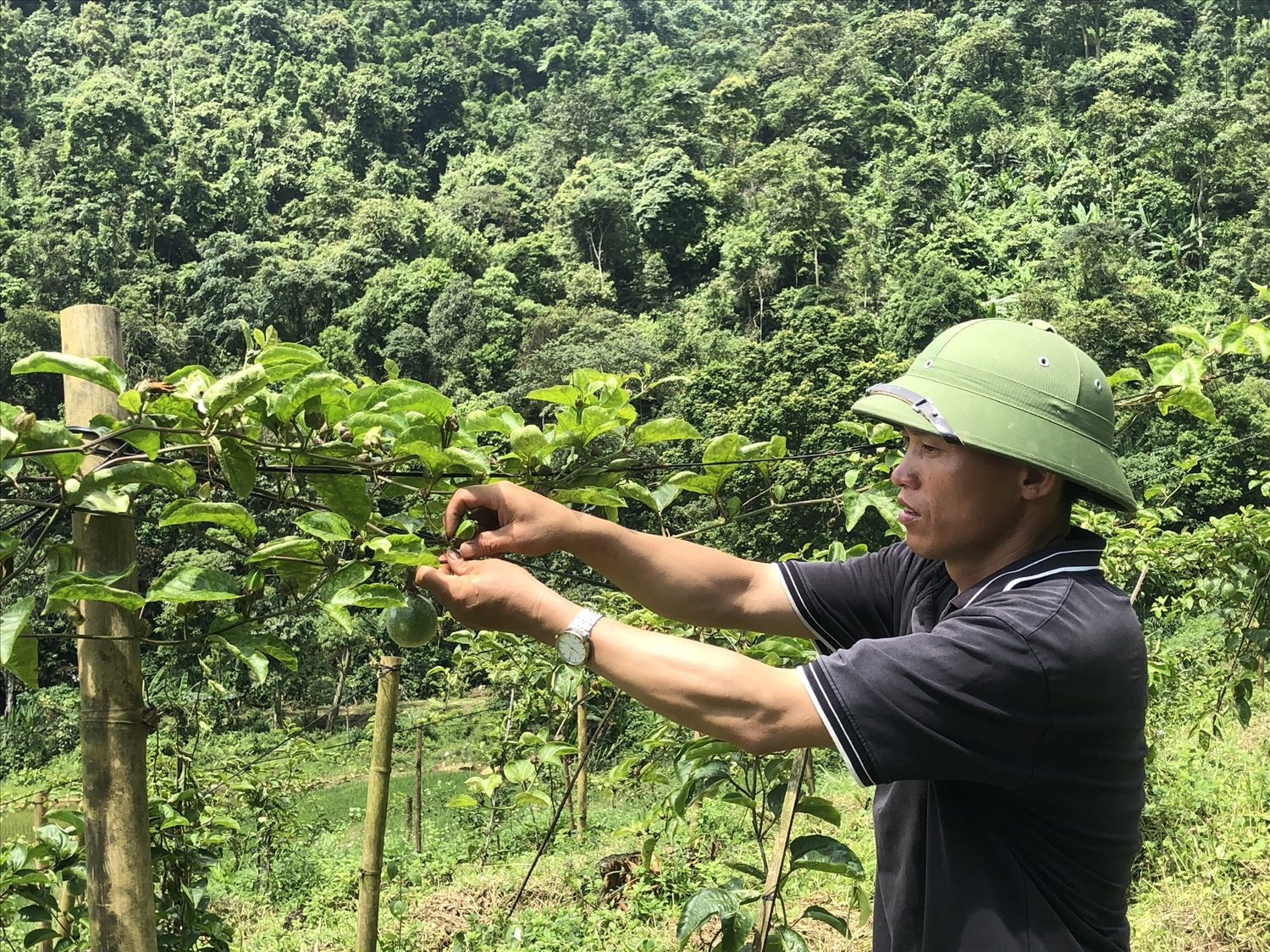 Cây chanh leo được kỳ vọng là cây xóa nghèo cho người dân Trịnh Tường