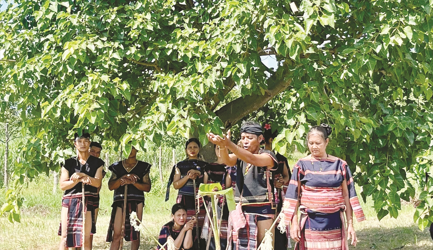 Lễ tỉa lúa là lễ hội lớn, có ý nghĩa quan trọng đối với dân tộc Ba Na, là dịp để tạ ơn thần linh đã giúp dân làng có được một vụ mùa bội thu, no đủ.