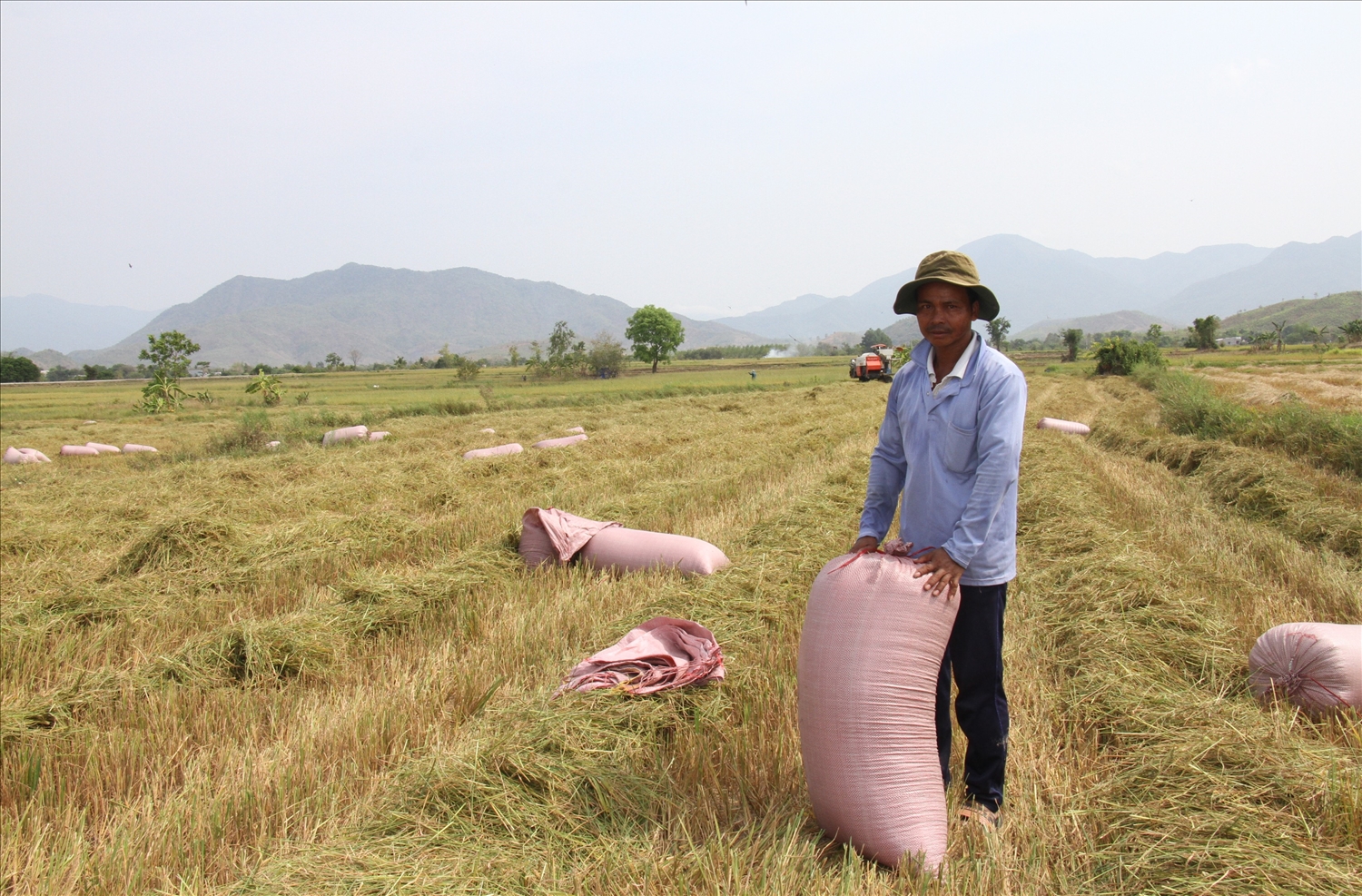 Ninh Thuận đang nhân rộng mô hình cánh đồng lớn ra nhiều huyện, xã trên địa bàn.