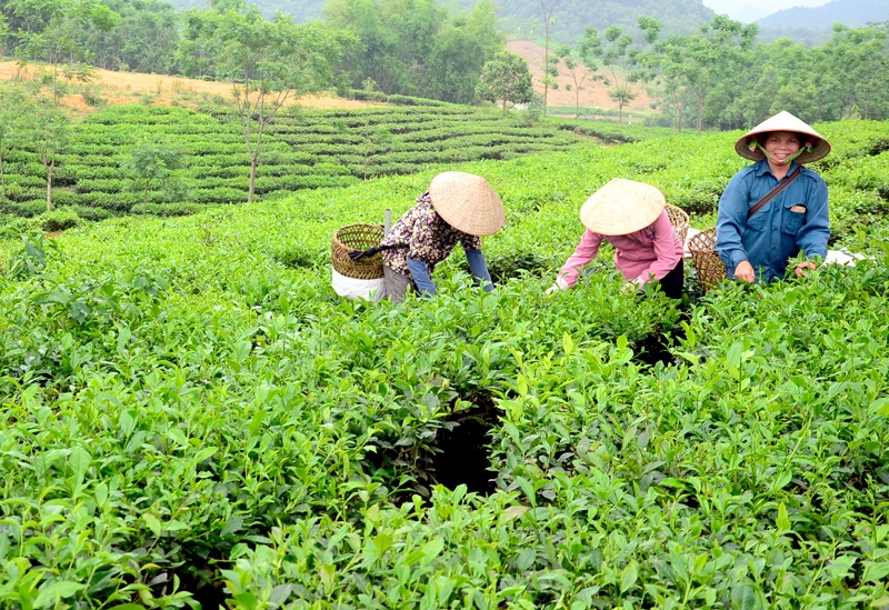 Thủ tướng yêu cầu Bộ Tài nguyên và Môi trường và các địa phương tăng cường tập trung chỉ đạo, triển khai thi hành Luật Đất đai. Ảnh: minh họa