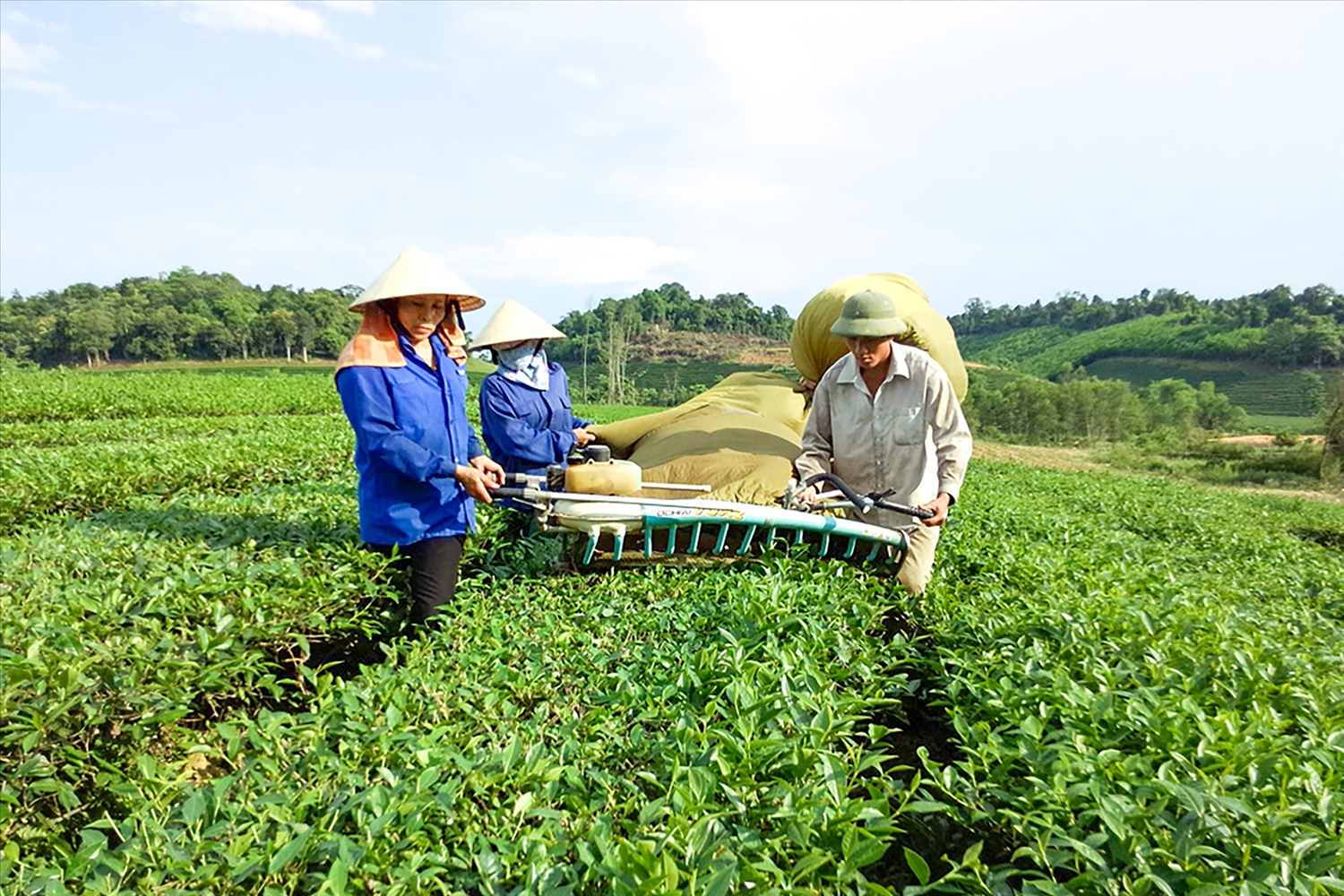 Nông dân huyện Anh Sơn liên kết sản xuất chè nguyên liệu cho nhà máy