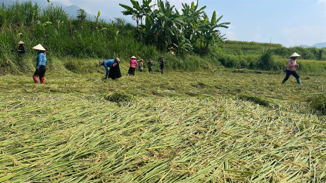 Thiệt hại về sản xuất nông nghiệp ảnh hưởng trực tiếp đến tiêu chí thu nhập của người dân các xã vùng cao ở Lào Cai