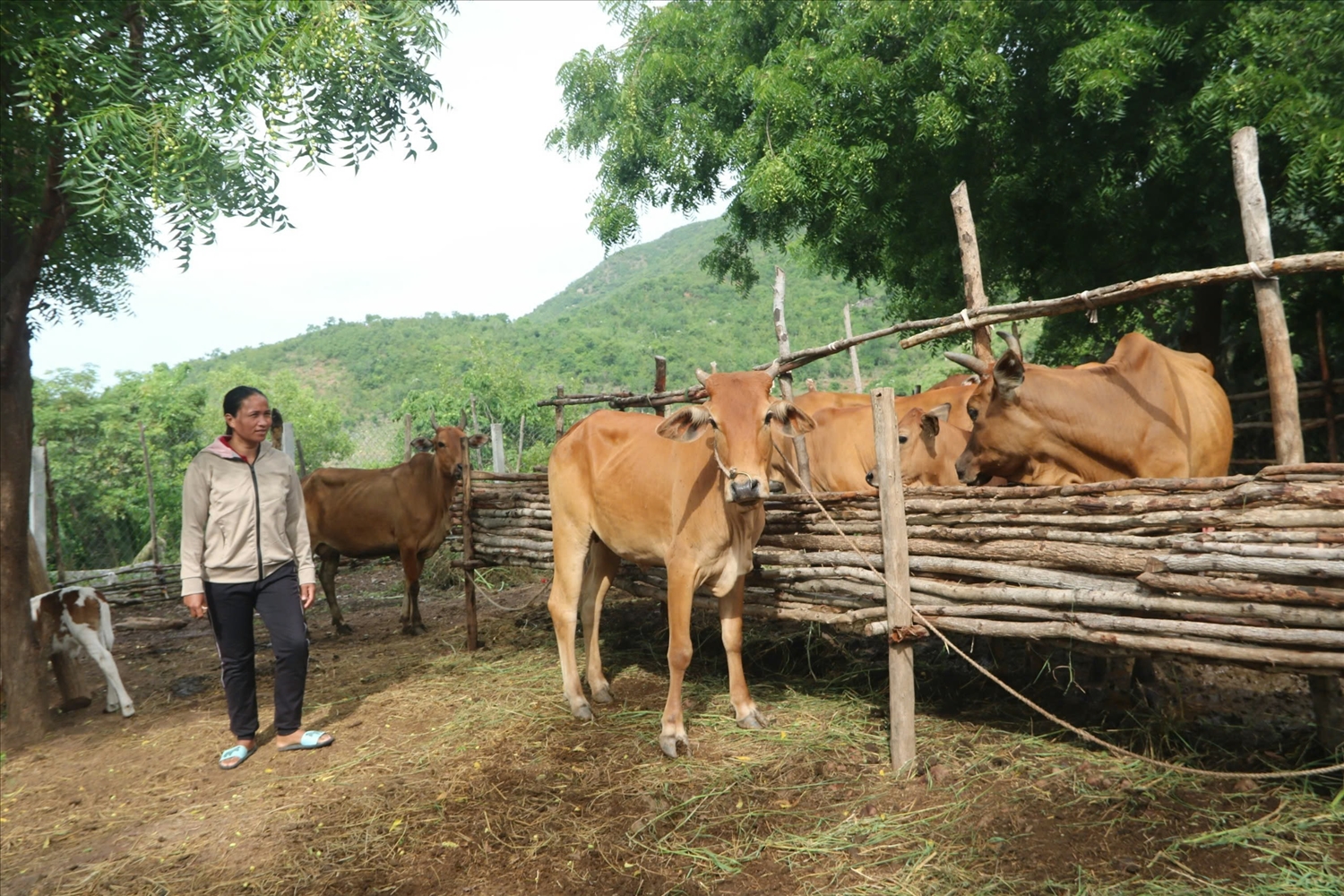 Người dân miền núi Ninh Thuận được hỗ trợ phát triển sản xuất từ nguồn vốn của Chương trình MTQG 1719