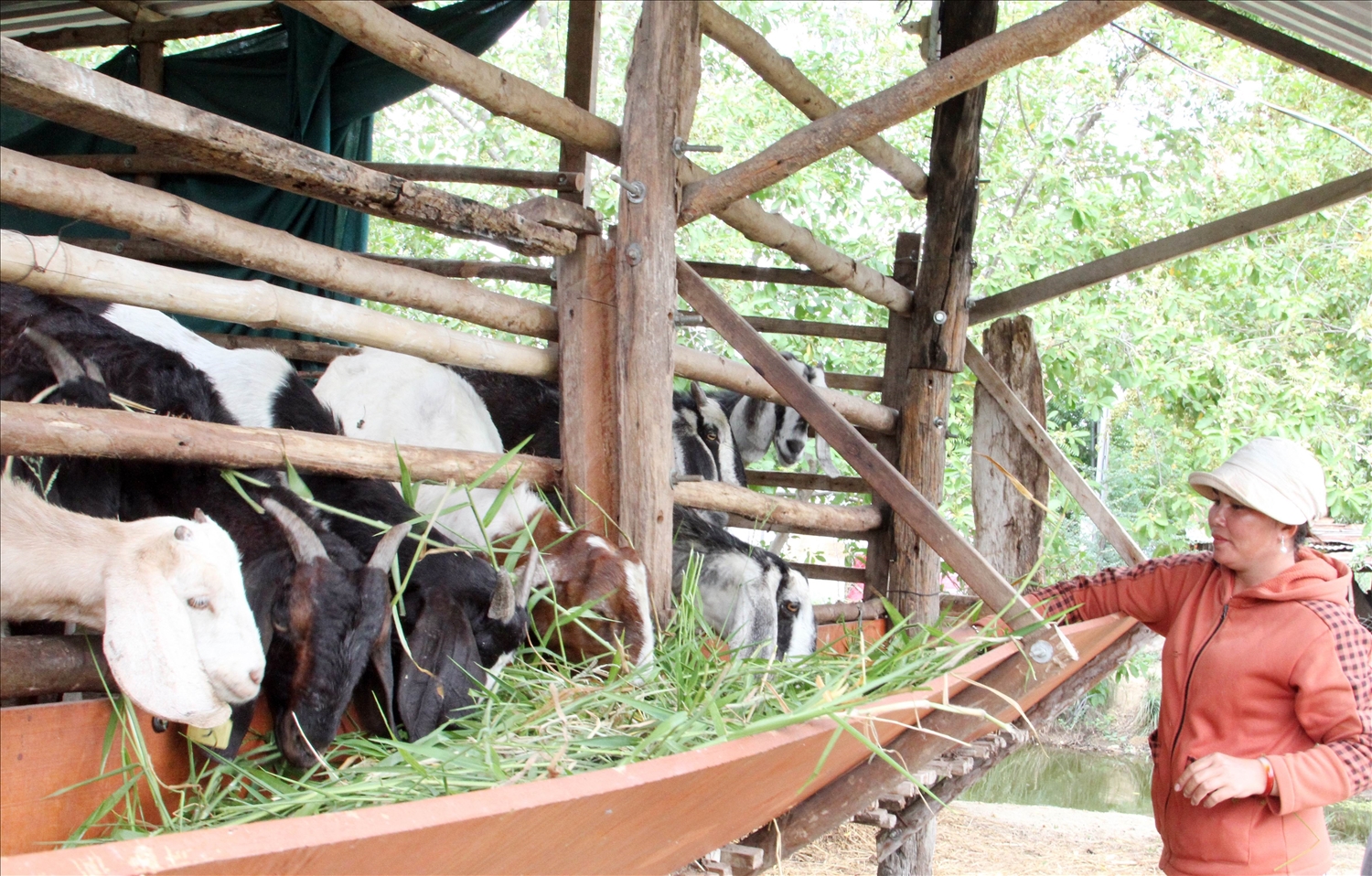 Bà Mang Thị Gái chăm sóc đàn dê được hỗ trợ từ Chương trình MTQG giảm nghèo bền vững cho đồng bào DTTS. 