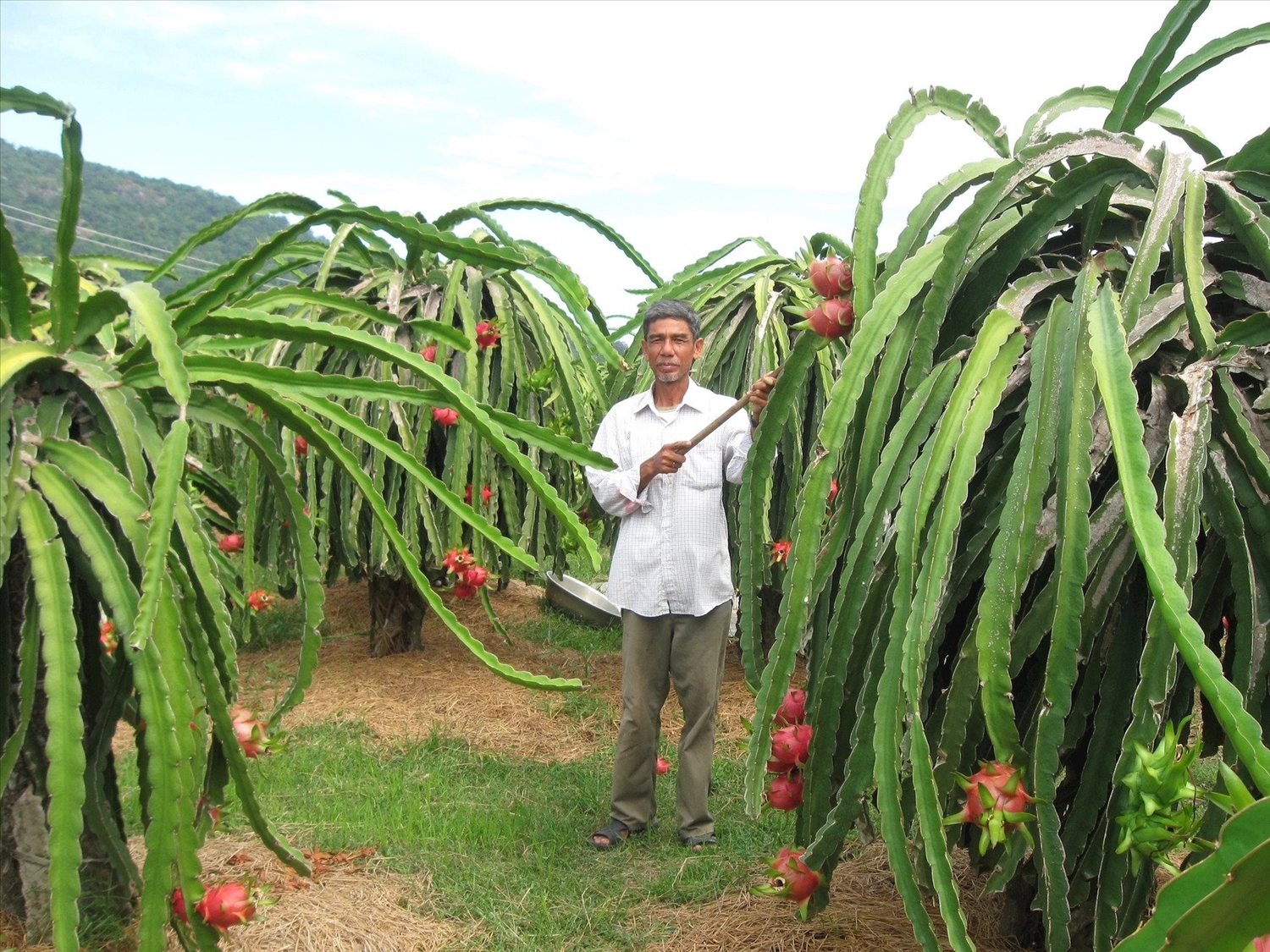 Cây thanh long được đưa vào canh tác đã góp phần nâng cao đời sống đồng bào DTTS ở tỉnh Bình Thuận.